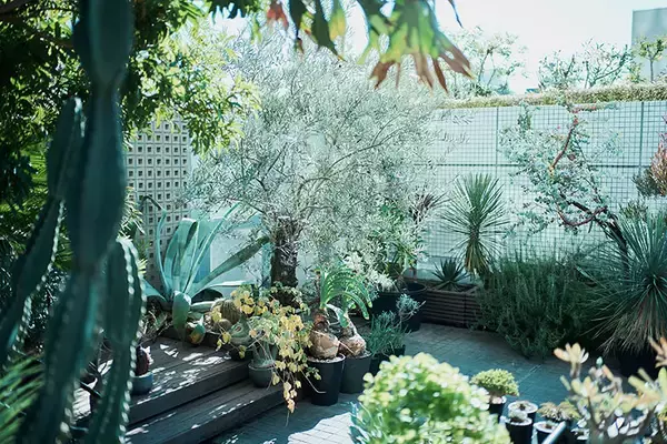 「40平米ルーバル付きマンション購入が”植物沼”のはじまりだった。塊根植物、アガベ、ビカクシダなど「珍奇植物」が埋め尽くす驚愕グリーンライフ」の画像