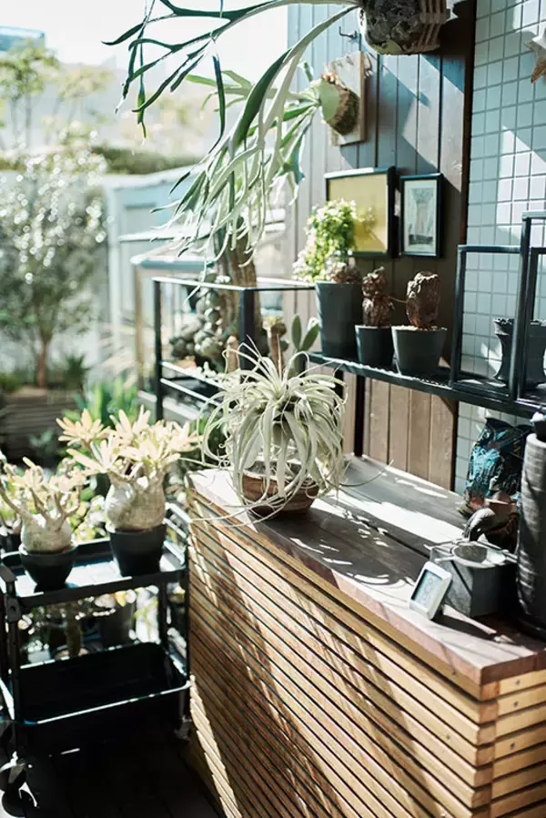 「40平米ルーバル付きマンション購入が”植物沼”のはじまりだった。塊根植物、アガベ、ビカクシダなど「珍奇植物」が埋め尽くす驚愕グリーンライフ」の画像