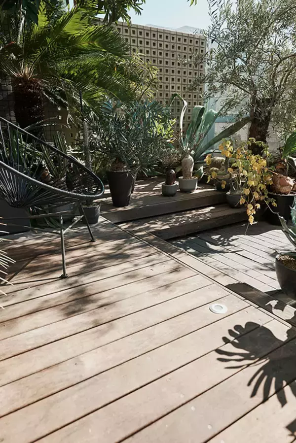 「40平米ルーバル付きマンション購入が”植物沼”のはじまりだった。塊根植物、アガベ、ビカクシダなど「珍奇植物」が埋め尽くす驚愕グリーンライフ」の画像