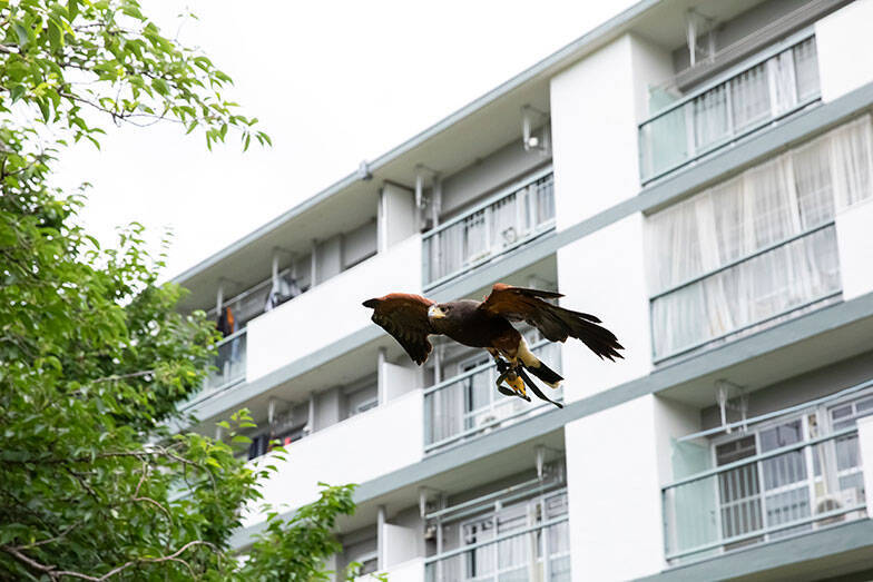 【鷹（タカ）で団地の害鳥対策?!】鳩やカラスを撃退、糞害やゴミ荒らしが激減！「鷹匠」の放鷹に密着してみた　神代団地（東京都調布市）