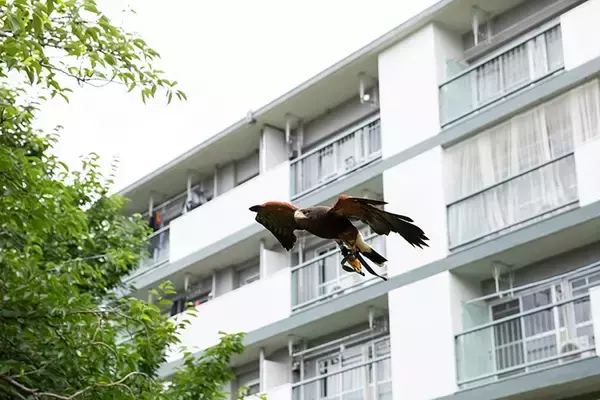 「【鷹（タカ）で団地の害鳥対策?!】鳩やカラスを撃退、糞害やゴミ荒らしが激減！「鷹匠」の放鷹に密着してみた　神代団地（東京都調布市）」の画像