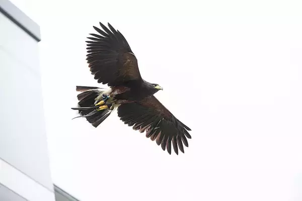 「【鷹（タカ）で団地の害鳥対策?!】鳩やカラスを撃退、糞害やゴミ荒らしが激減！「鷹匠」の放鷹に密着してみた　神代団地（東京都調布市）」の画像