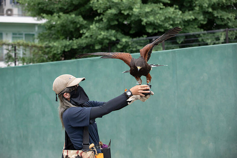 【鷹（タカ）で団地の害鳥対策?!】鳩やカラスを撃退、糞害やゴミ荒らしが激減！「鷹匠」の放鷹に密着してみた　神代団地（東京都調布市）