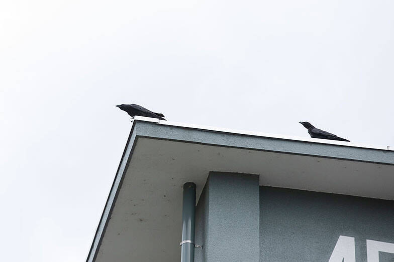 【鷹（タカ）で団地の害鳥対策?!】鳩やカラスを撃退、糞害やゴミ荒らしが激減！「鷹匠」の放鷹に密着してみた　神代団地（東京都調布市）