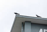 「【鷹（タカ）で団地の害鳥対策?!】鳩やカラスを撃退、糞害やゴミ荒らしが激減！「鷹匠」の放鷹に密着してみた　神代団地（東京都調布市）」の画像7