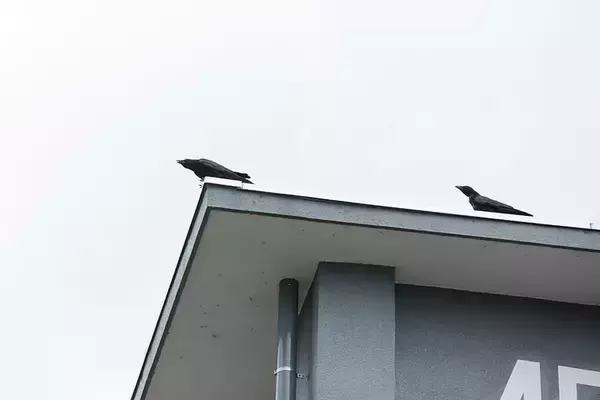「【鷹（タカ）で団地の害鳥対策?!】鳩やカラスを撃退、糞害やゴミ荒らしが激減！「鷹匠」の放鷹に密着してみた　神代団地（東京都調布市）」の画像