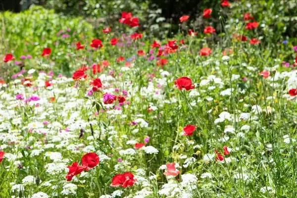 「東京の個人宅、1000坪の「秘密の花園」をいつでも公開！ 親子3世代でつなぐ庭の日常にベーカリーカフェも　森田オープンガーデン・小平市」の画像