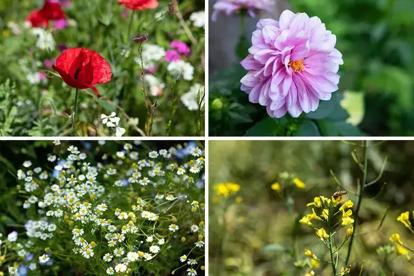 「東京の個人宅、1000坪の「秘密の花園」をいつでも公開！ 親子3世代でつなぐ庭の日常にベーカリーカフェも　森田オープンガーデン・小平市」の画像