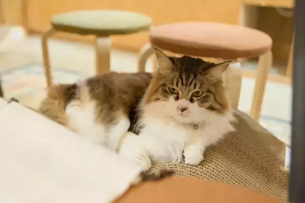 「「猫の本屋」中古一戸建てをリノベし8坪の自宅兼店舗に。”猫店員”が迎える住宅街のサードプレイス、保護猫活動も　三軒茶屋「Cat's Meow Books（キャッツミャウブックス）」」の画像