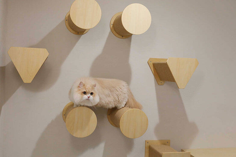 「猫を飼わない人は入居お断り」多頭飼い大歓迎！ 保護猫36匹を救った不動産屋の“究極の猫ファースト”家づくりが話題　大阪「ねこ大家」