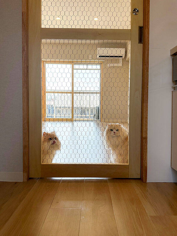 「猫を飼わない人は入居お断り」多頭飼い大歓迎！ 保護猫36匹を救った不動産屋の“究極の猫ファースト”家づくりが話題　大阪「ねこ大家」