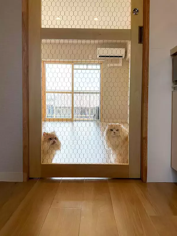「「猫を飼わない人は入居お断り」多頭飼い大歓迎！ 保護猫36匹を救った不動産屋の“究極の猫ファースト”家づくりが話題　大阪「ねこ大家」」の画像