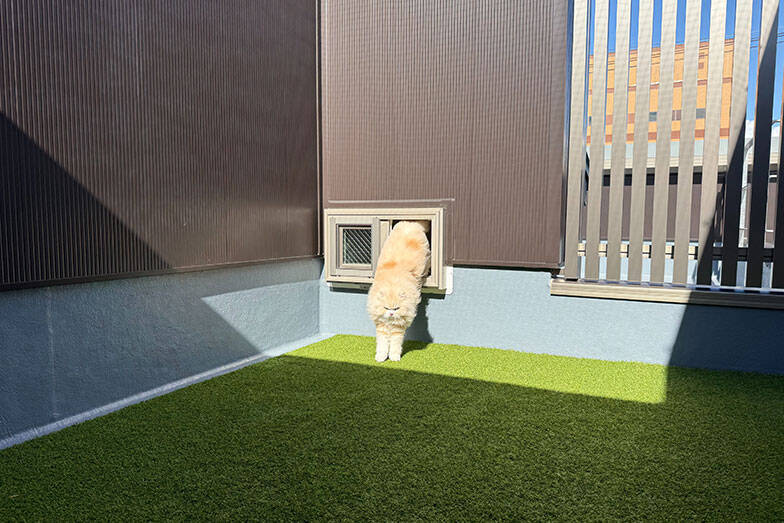 「猫を飼わない人は入居お断り」多頭飼い大歓迎！ 保護猫36匹を救った不動産屋の“究極の猫ファースト”家づくりが話題　大阪「ねこ大家」