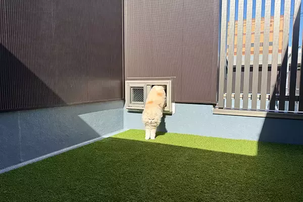 「「猫を飼わない人は入居お断り」多頭飼い大歓迎！ 保護猫36匹を救った不動産屋の“究極の猫ファースト”家づくりが話題　大阪「ねこ大家」」の画像