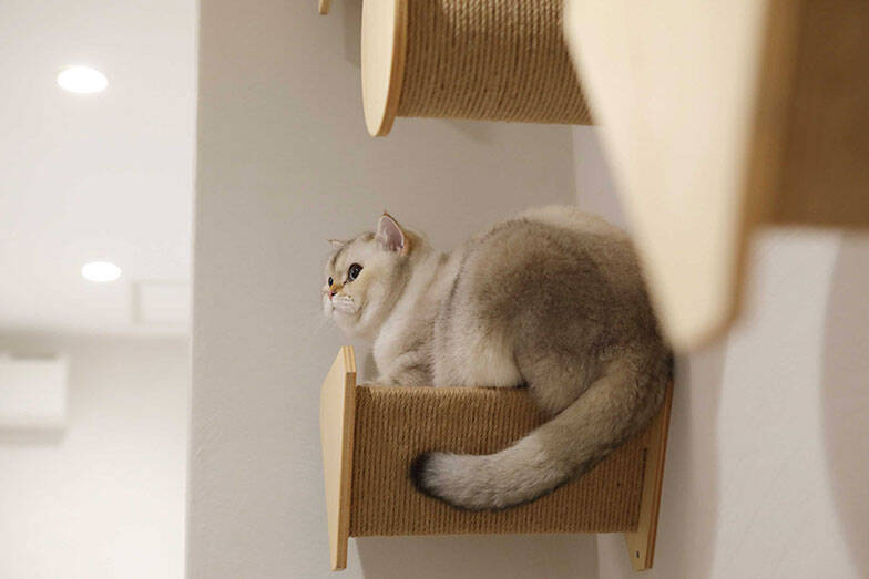 「猫を飼わない人は入居お断り」多頭飼い大歓迎！ 保護猫36匹を救った不動産屋の“究極の猫ファースト”家づくりが話題　大阪「ねこ大家」