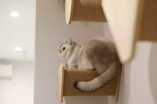 「「猫を飼わない人は入居お断り」多頭飼い大歓迎！ 保護猫36匹を救った不動産屋の“究極の猫ファースト”家づくりが話題　大阪「ねこ大家」」の画像