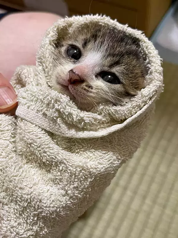 「「猫を飼わない人は入居お断り」多頭飼い大歓迎！ 保護猫36匹を救った不動産屋の“究極の猫ファースト”家づくりが話題　大阪「ねこ大家」」の画像