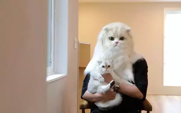 「「猫を飼わない人は入居お断り」多頭飼い大歓迎！ 保護猫36匹を救った不動産屋の“究極の猫ファースト”家づくりが話題　大阪「ねこ大家」」の画像