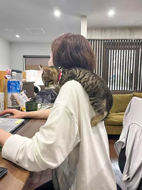 「「猫を飼わない人は入居お断り」多頭飼い大歓迎！ 保護猫36匹を救った不動産屋の“究極の猫ファースト”家づくりが話題　大阪「ねこ大家」」の画像