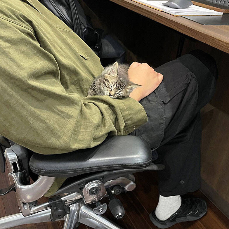 「猫を飼わない人は入居お断り」多頭飼い大歓迎！ 保護猫36匹を救った不動産屋の“究極の猫ファースト”家づくりが話題　大阪「ねこ大家」