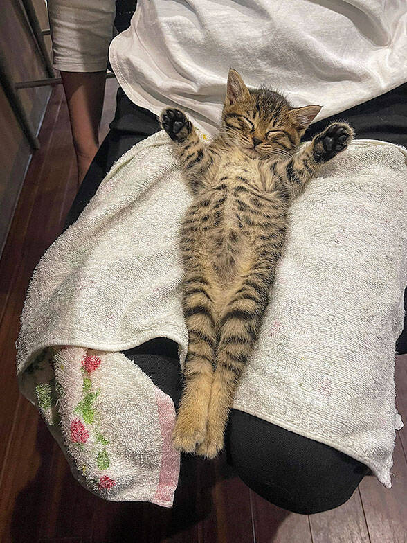 「猫を飼わない人は入居お断り」多頭飼い大歓迎！ 保護猫36匹を救った不動産屋の“究極の猫ファースト”家づくりが話題　大阪「ねこ大家」