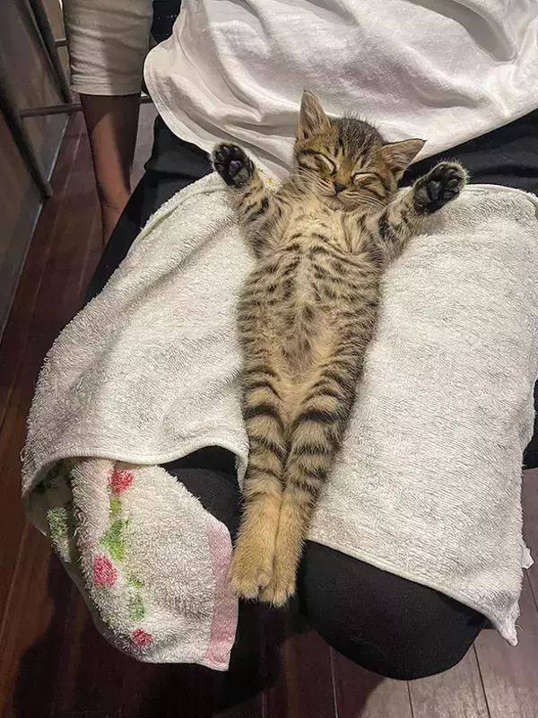 「「猫を飼わない人は入居お断り」多頭飼い大歓迎！ 保護猫36匹を救った不動産屋の“究極の猫ファースト”家づくりが話題　大阪「ねこ大家」」の画像