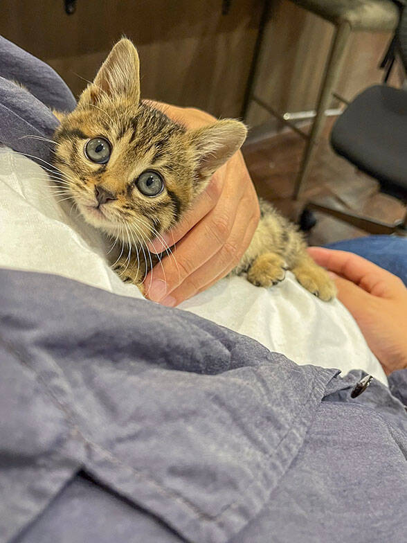 「猫を飼わない人は入居お断り」多頭飼い大歓迎！ 保護猫36匹を救った不動産屋の“究極の猫ファースト”家づくりが話題　大阪「ねこ大家」