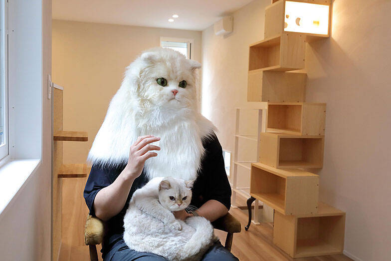 「猫を飼わない人は入居お断り」多頭飼い大歓迎！ 保護猫36匹を救った不動産屋の“究極の猫ファースト”家づくりが話題　大阪「ねこ大家」