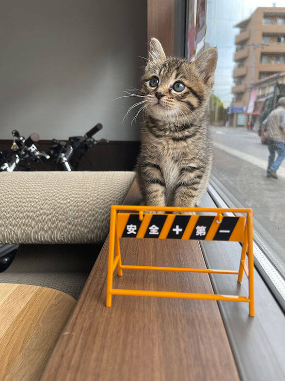 「猫を飼わない人は入居お断り」多頭飼い大歓迎！ 保護猫36匹を救った不動産屋の“究極の猫ファースト”家づくりが話題　大阪「ねこ大家」