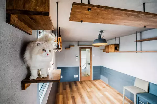 「「猫を飼わない人は入居お断り」多頭飼い大歓迎！ 保護猫36匹を救った不動産屋の“究極の猫ファースト”家づくりが話題　大阪「ねこ大家」」の画像