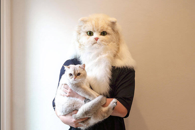 「猫を飼わない人は入居お断り」多頭飼い大歓迎！ 保護猫36匹を救った不動産屋の“究極の猫ファースト”家づくりが話題　大阪「ねこ大家」