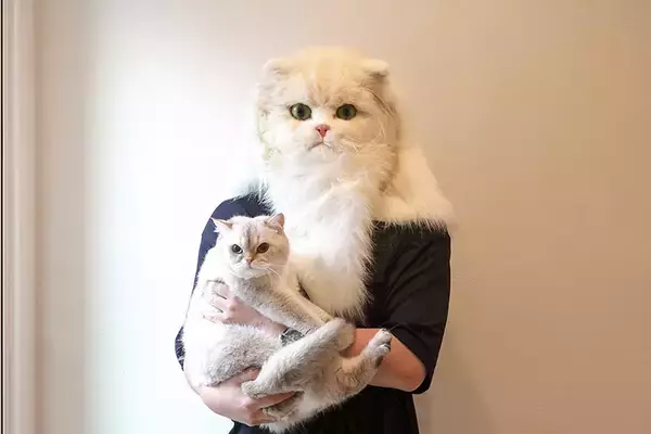 「「猫を飼わない人は入居お断り」多頭飼い大歓迎！ 保護猫36匹を救った不動産屋の“究極の猫ファースト”家づくりが話題　大阪「ねこ大家」」の画像