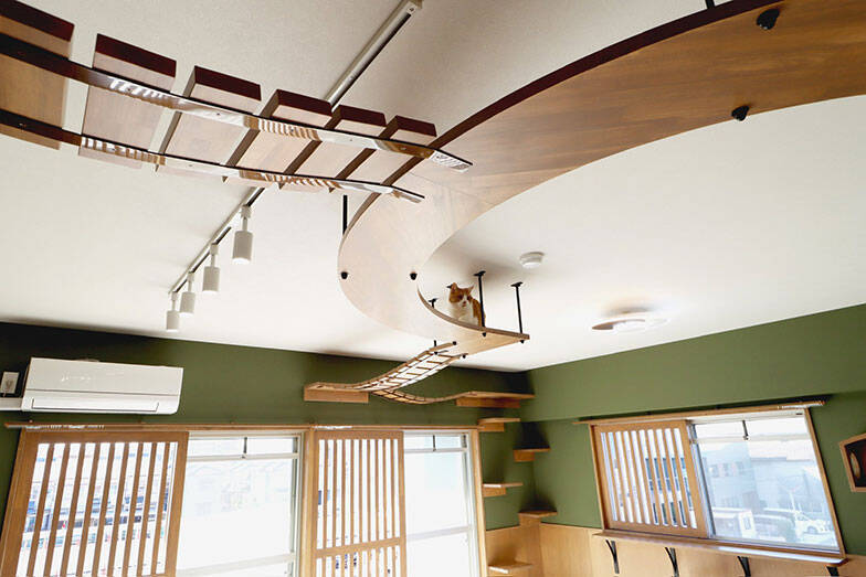 「猫を飼わない人は入居お断り」多頭飼い大歓迎！ 保護猫36匹を救った不動産屋の“究極の猫ファースト”家づくりが話題　大阪「ねこ大家」