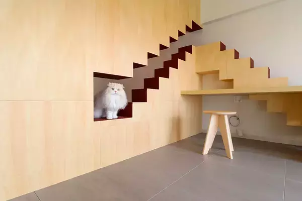 「「猫を飼わない人は入居お断り」多頭飼い大歓迎！ 保護猫36匹を救った不動産屋の“究極の猫ファースト”家づくりが話題　大阪「ねこ大家」」の画像