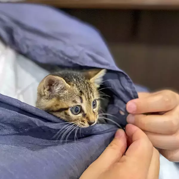「「猫を飼わない人は入居お断り」多頭飼い大歓迎！ 保護猫36匹を救った不動産屋の“究極の猫ファースト”家づくりが話題　大阪「ねこ大家」」の画像