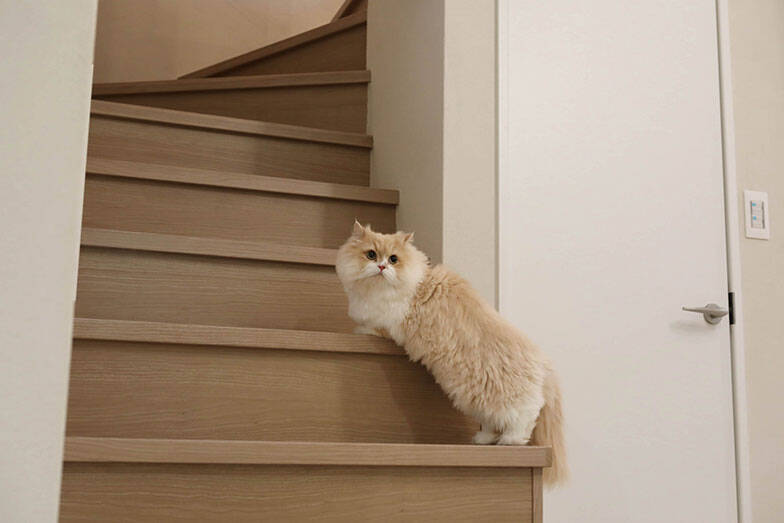 「猫を飼わない人は入居お断り」多頭飼い大歓迎！ 保護猫36匹を救った不動産屋の“究極の猫ファースト”家づくりが話題　大阪「ねこ大家」