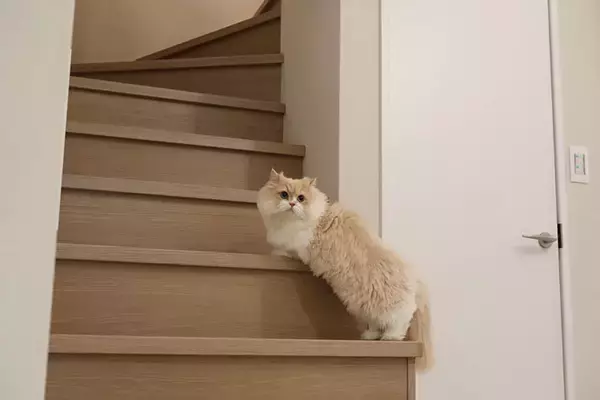 「「猫を飼わない人は入居お断り」多頭飼い大歓迎！ 保護猫36匹を救った不動産屋の“究極の猫ファースト”家づくりが話題　大阪「ねこ大家」」の画像