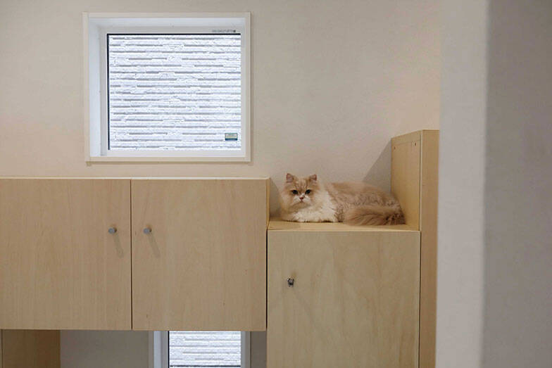 「猫を飼わない人は入居お断り」多頭飼い大歓迎！ 保護猫36匹を救った不動産屋の“究極の猫ファースト”家づくりが話題　大阪「ねこ大家」