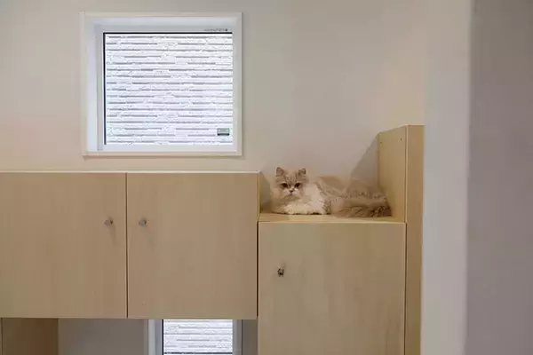 「「猫を飼わない人は入居お断り」多頭飼い大歓迎！ 保護猫36匹を救った不動産屋の“究極の猫ファースト”家づくりが話題　大阪「ねこ大家」」の画像