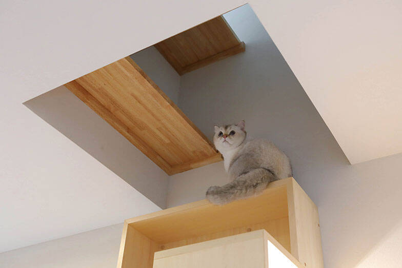 「猫を飼わない人は入居お断り」多頭飼い大歓迎！ 保護猫36匹を救った不動産屋の“究極の猫ファースト”家づくりが話題　大阪「ねこ大家」