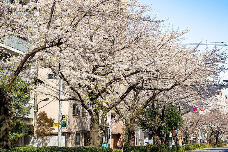「住み続けたい街ランキング」でも注目の東京ノース！ 穴場「桜台」にみる都心高騰に負けない豊かな街選び