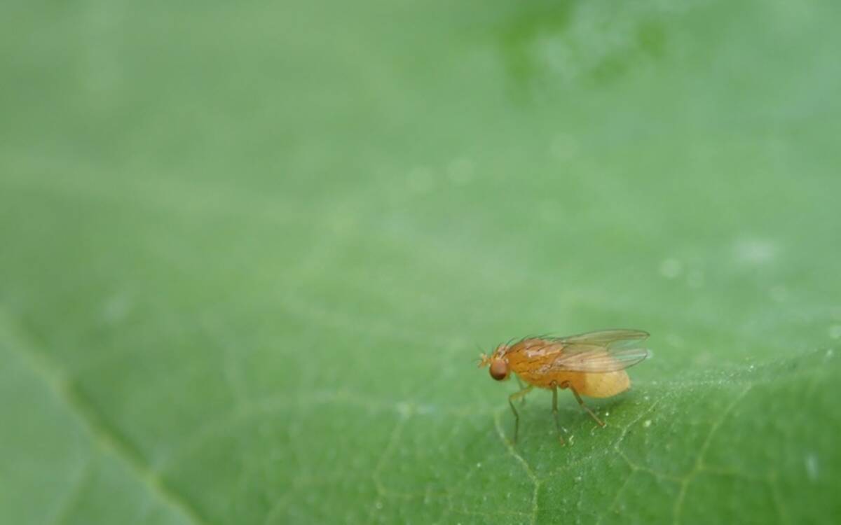 梅雨時期に発生しがちな害虫 どうやって予防 対処する 16年6月9日 エキサイトニュース