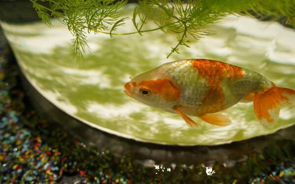 鯉クラスになる お祭りですくった 金魚 を長生きさせる方法 16年7月29日 エキサイトニュース