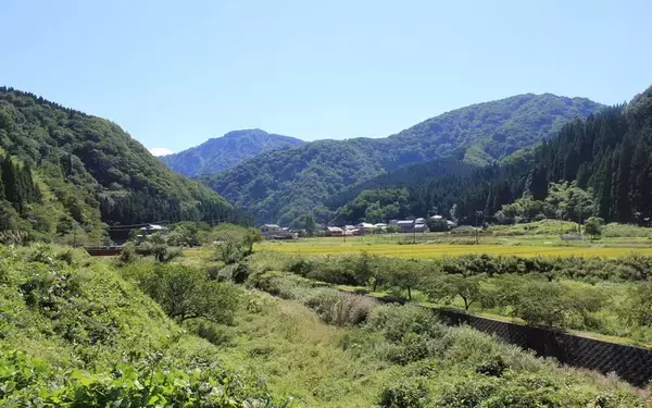 「実家の相続[下] 原野商法で買った土地、相続放棄ってできる？」の画像