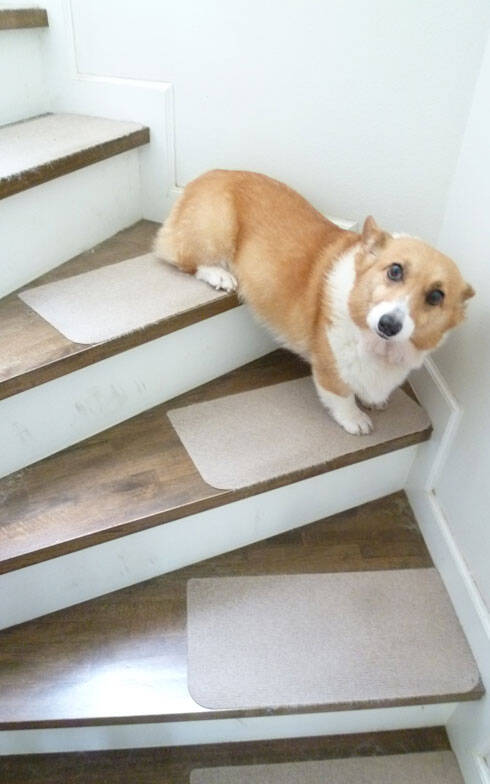 押入れを、ホームエレベーターにリフォーム！　人も犬も将来安心