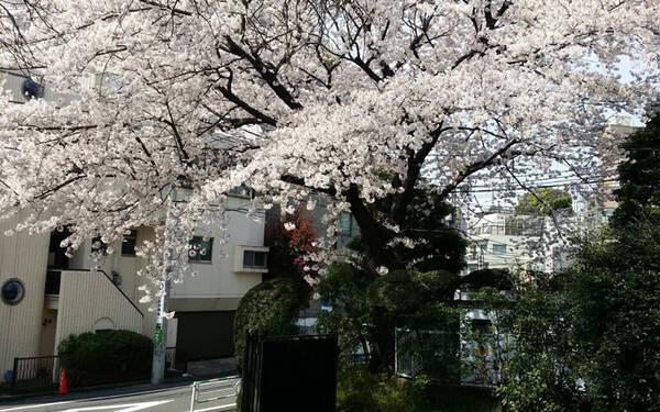 記憶の風景にいつも桜の木がある 庭に桜の木を植えている人に話を聞いてみた 17年4月4日 エキサイトニュース