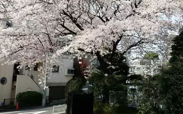 「「記憶の風景にいつも桜の木がある」。庭に桜の木を植えている人に話を聞いてみた」の画像
