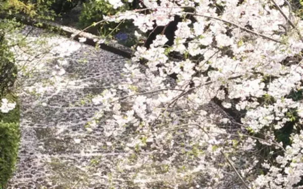 「「記憶の風景にいつも桜の木がある」。庭に桜の木を植えている人に話を聞いてみた」の画像