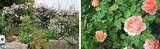 「「オープンガーデン」ですてきなお庭を訪問！ 花を通じて人生が豊かに」の画像7