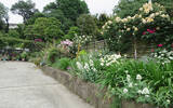 「「オープンガーデン」ですてきなお庭を訪問！ 花を通じて人生が豊かに」の画像4